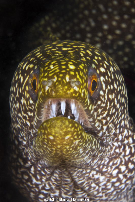 Sharp Teeth by Christine Hamilton 