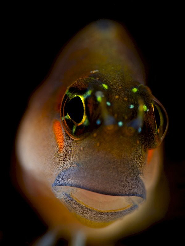 Blenny Portrait by Iyad Suleyman 