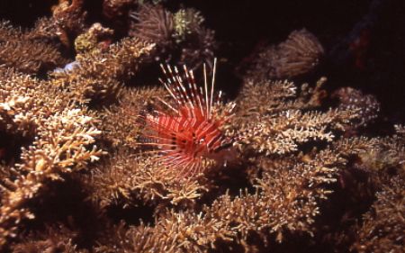 Lion fish at night, Fathers Reefs, off Star Dancer - PNG by Jerry Hamberg 