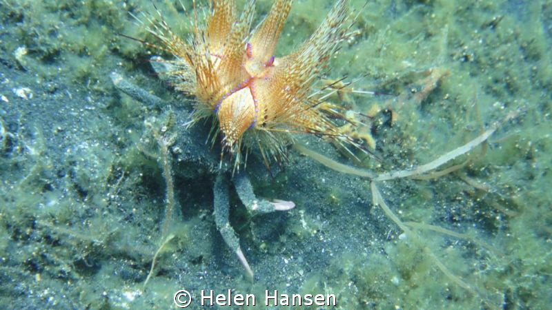 bright leggy by Helen Hansen 