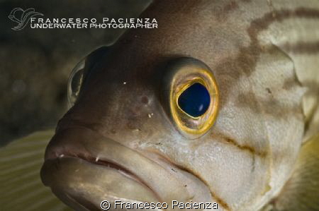Grouper portrait. by Francesco Pacienza 