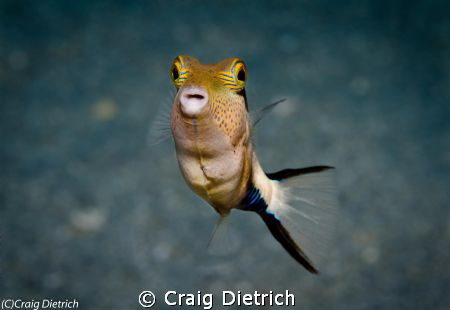 Little Angel/ See these little guys on almost every dive ... by Craig Dietrich 