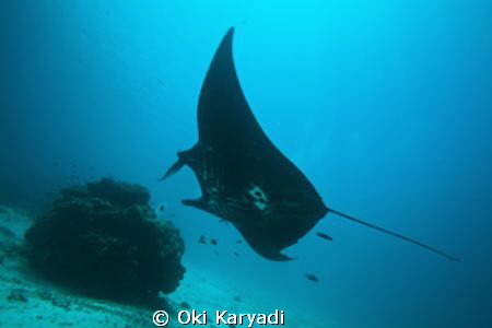 manta fish at manta sandy west papua indonesia by Oki Karyadi 