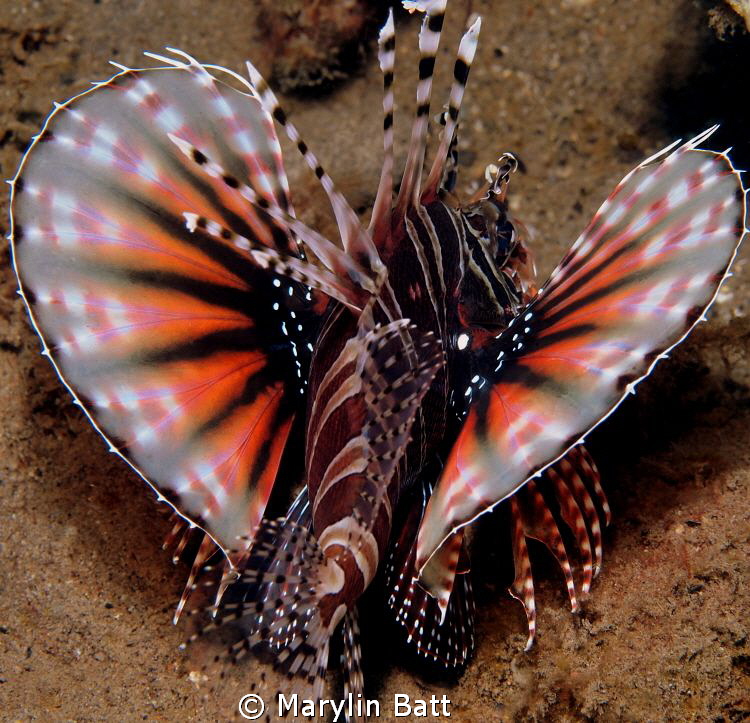 Twinspot Lion fish by Marylin Batt 
