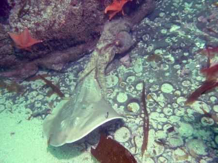 "The Fight" taken Oct 2004 Talcot Schoals Channel Islands... by Joe Rodriguez 