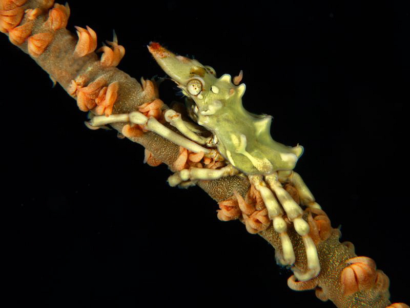 Xenocarcinus tuberculatus by Alex Varani 