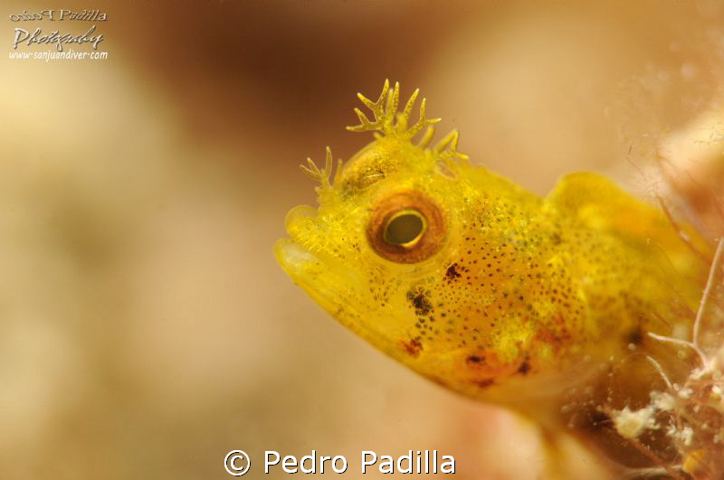 Roughhead Blenny, Dicen....El individuo con color amarill... by Pedro Padilla 