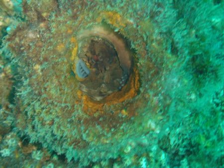 Octopus in Morehead City, NC Taken with Sony Cybershot 4.... by Kelly N. Saunders 