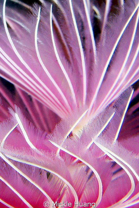 Dancing__Tube worb
Northeast Coast Taiwan by Mickle Huang 