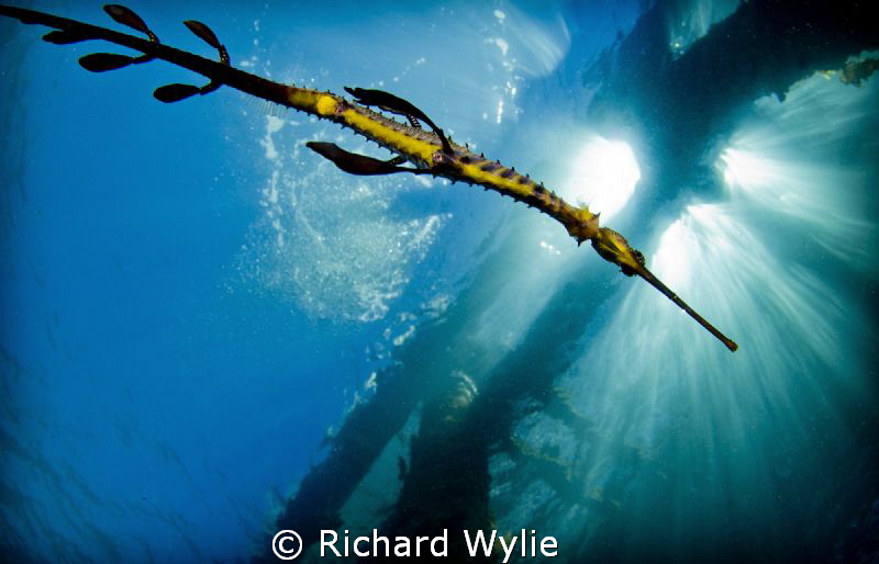 A slightly different perspective of a weedy seadragon. by Richard Wylie 