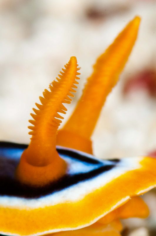 Pyjama slug nudi by Paul Colley 
