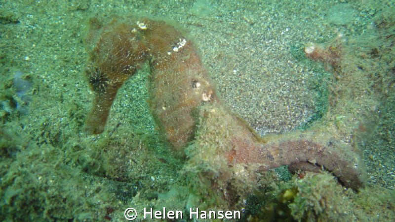 sea Horse bunkeren by Helen Hansen 