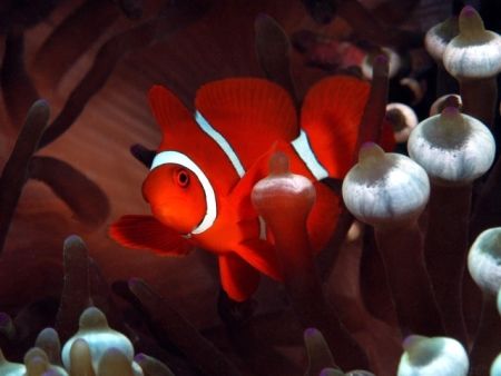 "Little clowning around" Shot in Komodo with Titan housin... by Patrick Burke 