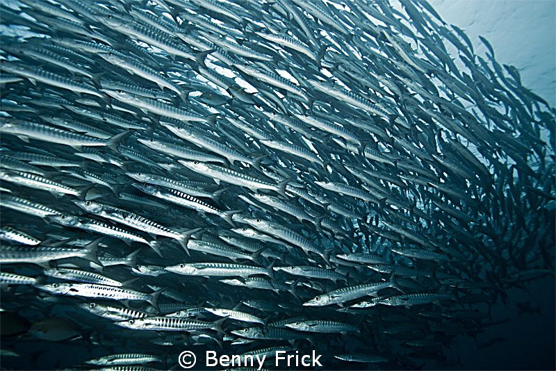 A school of Barracudas in Barracuda point, Sipadan. by Benny Frick 
