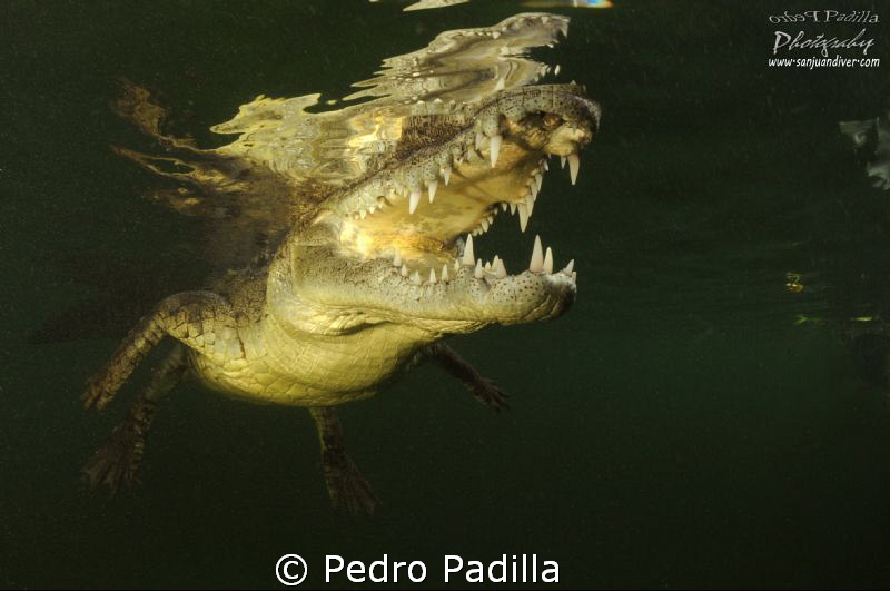 Cuban Cocodile by Pedro Padilla 