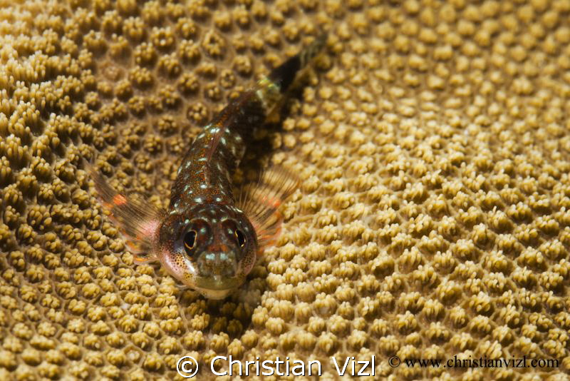 Portrait of a blenny resting on hard coral, Ixtapa, México. by Christian Vizl 