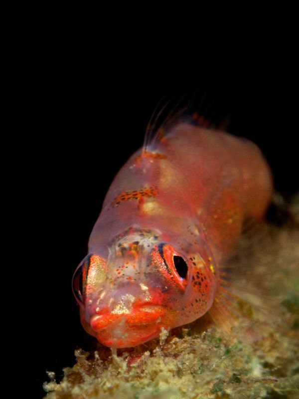 Goby Portrait by Iyad Suleyman 