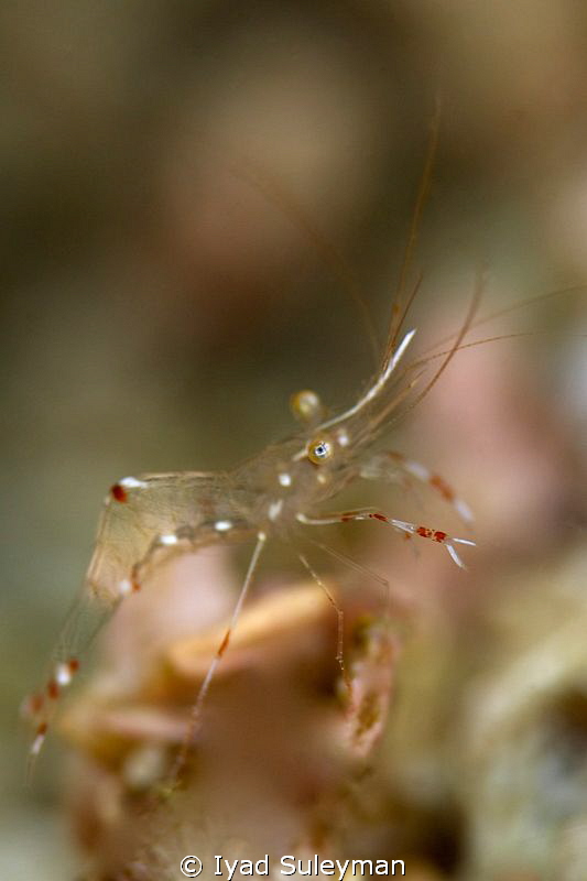 Cleaner Shrimp
105 mm macro lens,
ISO 100, f/9, 1/200, ... by Iyad Suleyman 
