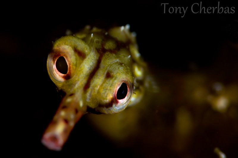 These eyes... by Tony Cherbas 