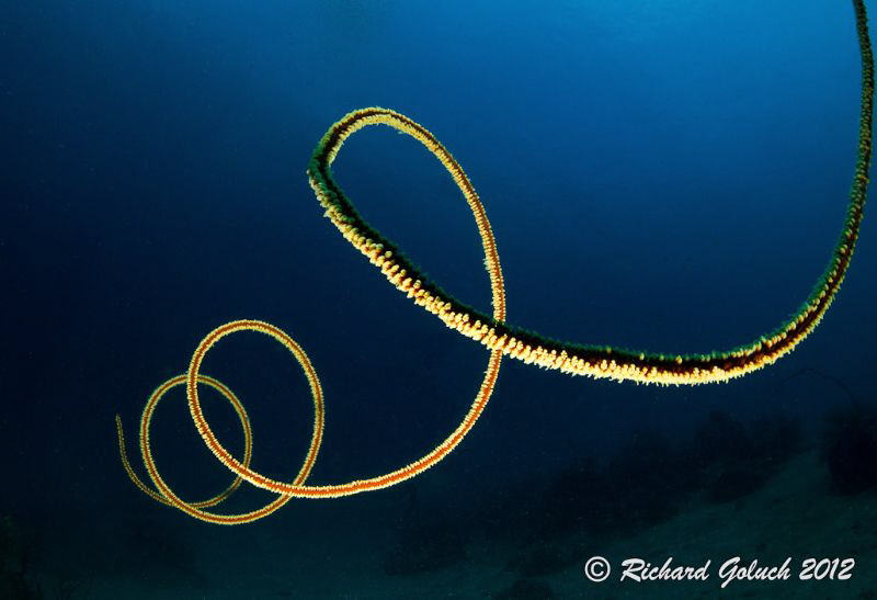 Wire Coral-Weda Bay -Halmahera by Richard Goluch 