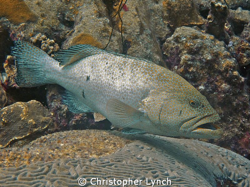 large  tiger grouper at a deep cleaning station by Christopher Lynch 