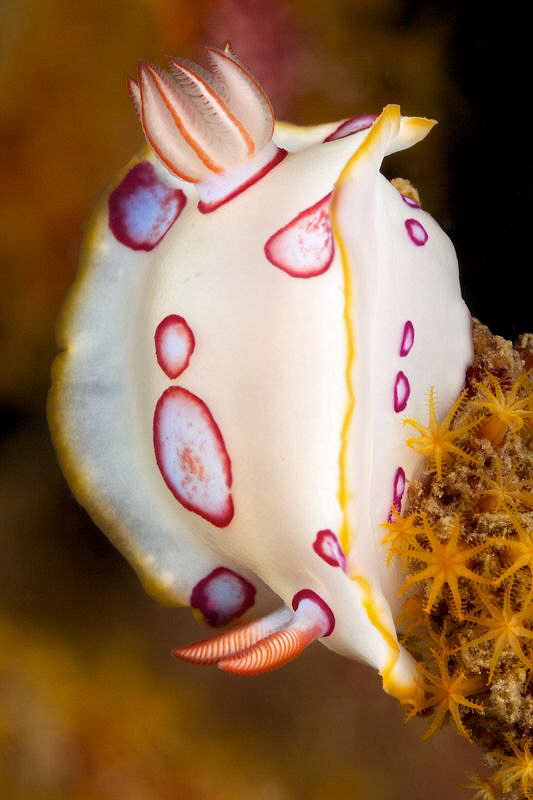 Nudibranch while feeding by Iyad Suleyman 