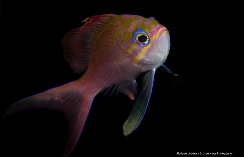 ANTHIAS ANTHIAS by Raffaele Livornese 