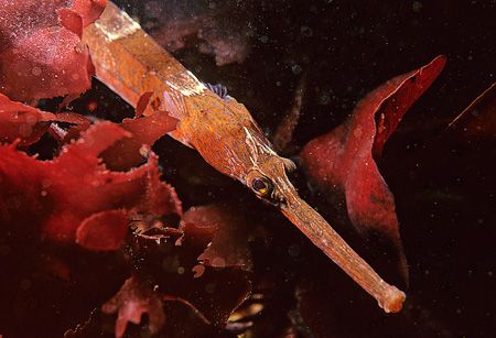 Greater pipefish.
Mewstone, Plymouth.
F90X, 60mm. by Mark Thomas 