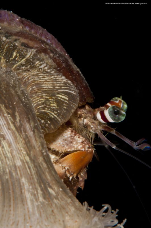 HERMIT CRAB by Raffaele Livornese 
