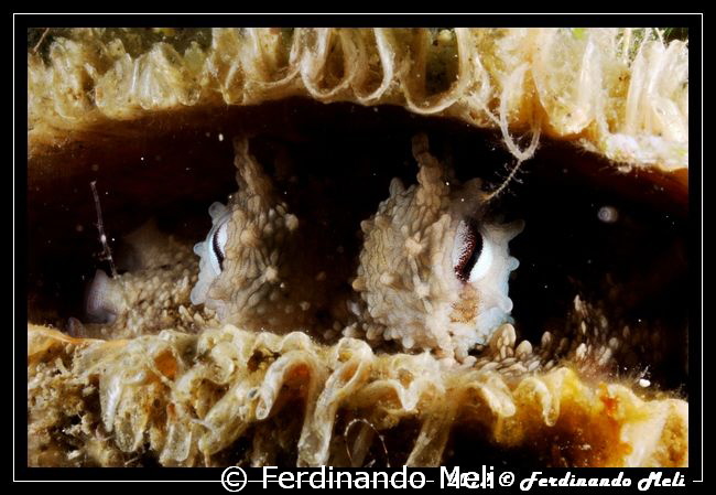 Octopus inside a shell by Ferdinando Meli 