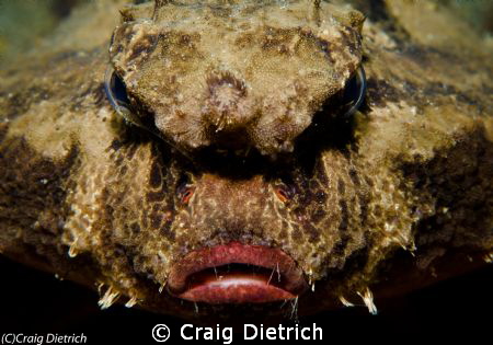 Grumpy / Shot with the Sony NEX5n with the 30mm lens with... by Craig Dietrich 