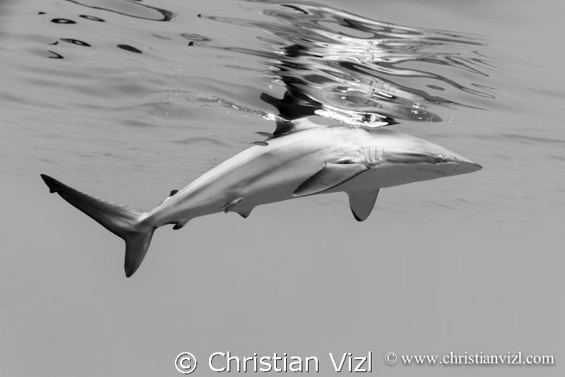 Silkie Shark and its reflection on the surface at Jardine... by Christian Vizl 