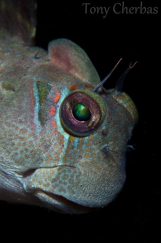 These Blennies look black from a distance.  But if you ma... by Tony Cherbas 