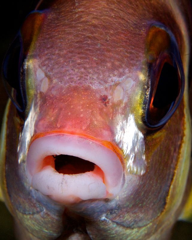 Whitecheek Spinecheek Fish Portrait by Iyad Suleyman 