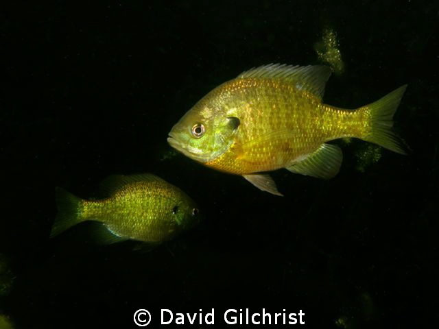 Sunfish2 by David Gilchrist 