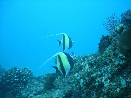 Moorish Idol pair, shot in the Sea of Cortez. Shot just o... by Ash Pickering 