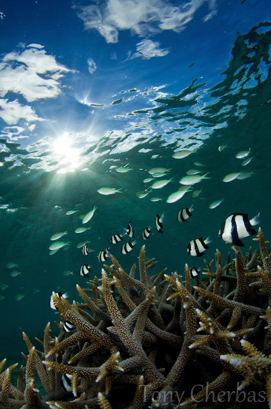 Small World in Motion: Staghorn, Dascyllus, Chromis, Surf... by Tony Cherbas 