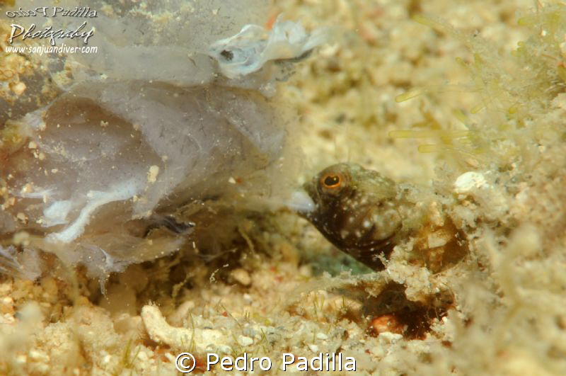 Sailfin Blenny taking his dinner. The size of this Guys i... by Pedro Padilla 