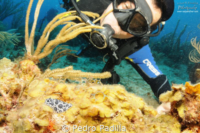 Nudibranch and Joel.  This photo was takes with my 10-17 ... by Pedro Padilla 