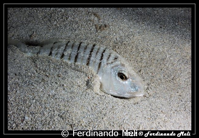 Fish hiding in the sand by Ferdinando Meli 