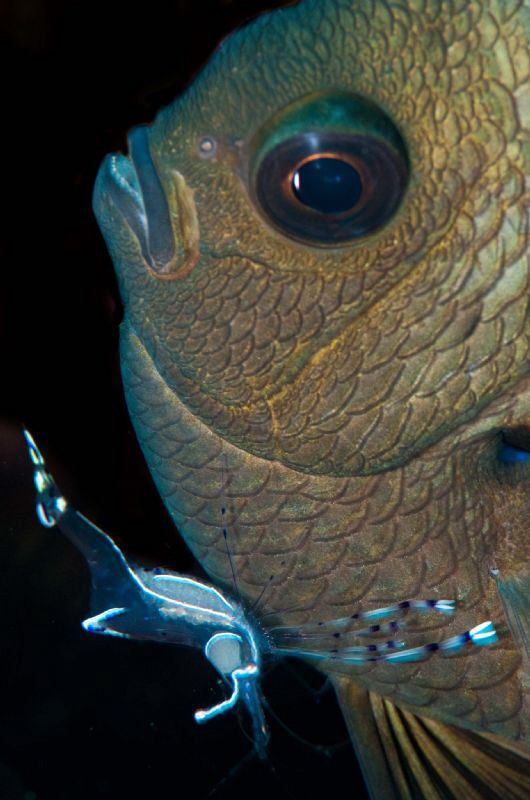 Dameslfish & cleaner shrimp by Paul Colley 
