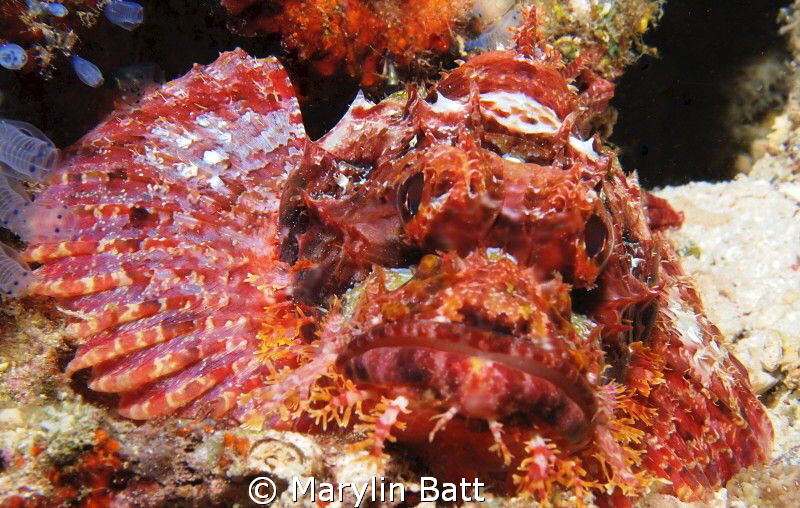 Scorpion fish by Marylin Batt 