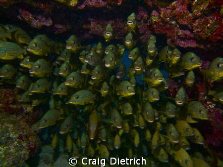 Hanging Out/  This shot was taken in the Florida Keys. by Craig Dietrich 