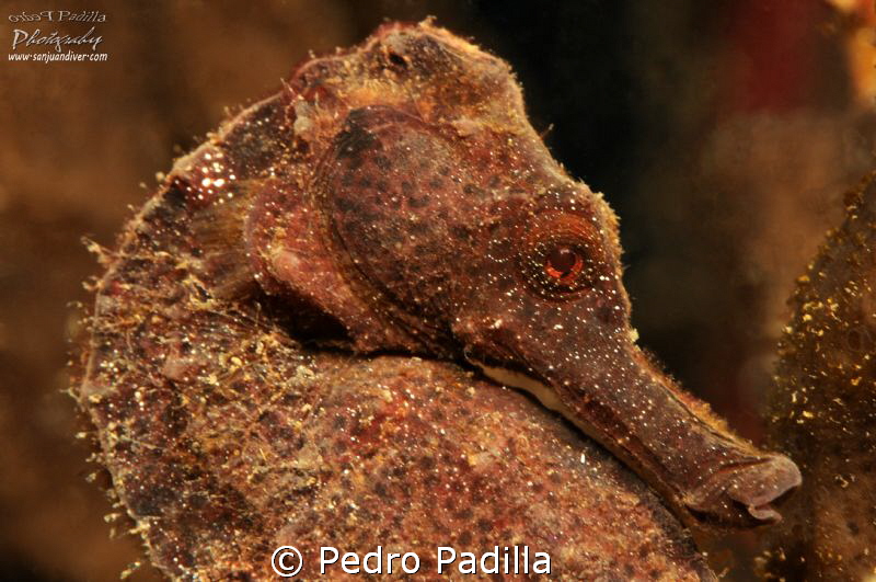 Sea Horse by Pedro Padilla 