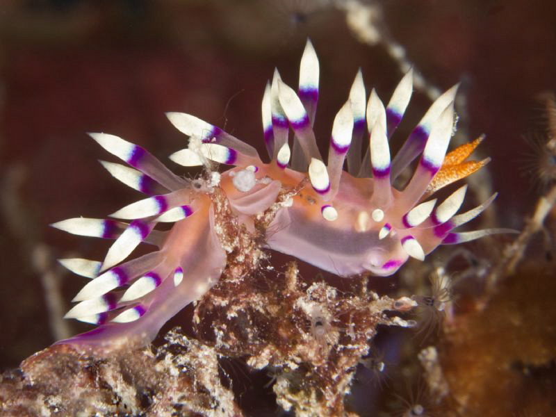 flabellina exoptata by Alex Varani 