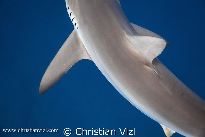 Detail of a Silkie Shark swimming in open water at Jardin... by Christian Vizl 