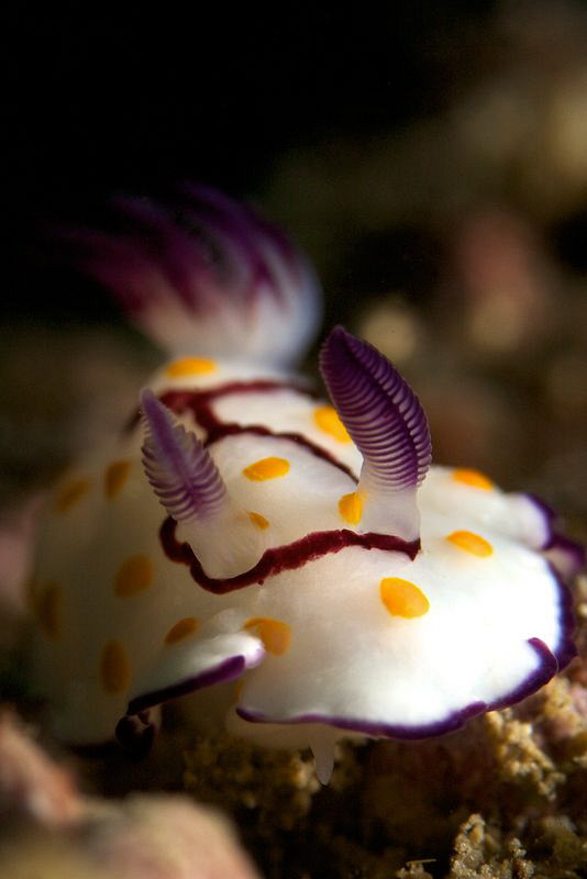 Nudibranchia by Iyad Suleyman 