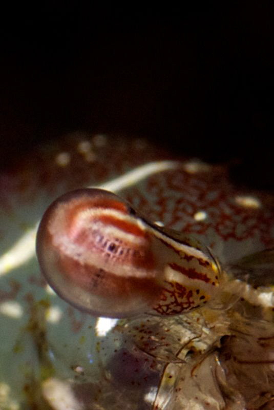 The eye of long-arm shrimp 
(taken with wetdiopter +15 h... by Iyad Suleyman 
