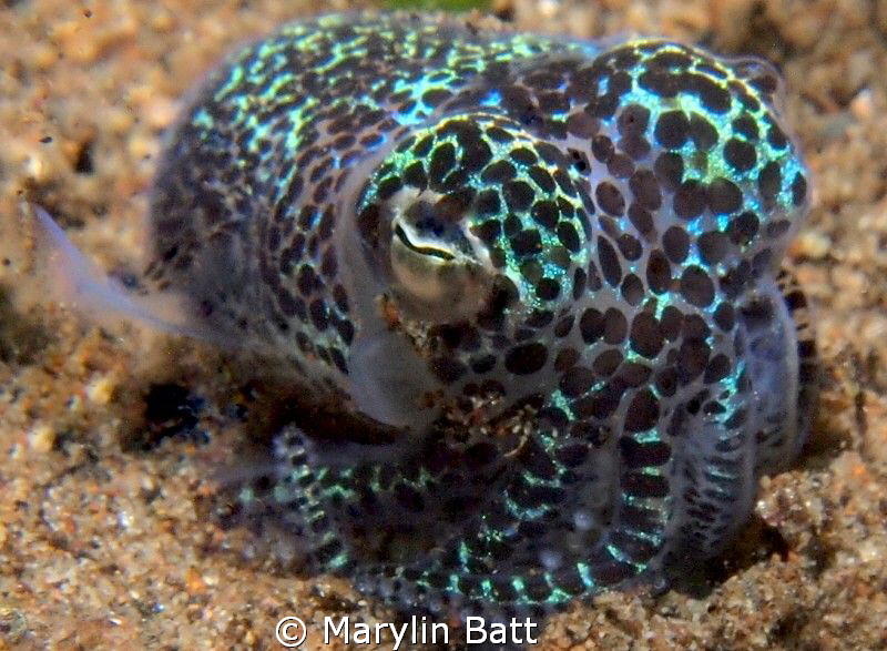 Bobtail Squid on night dive by Marylin Batt 