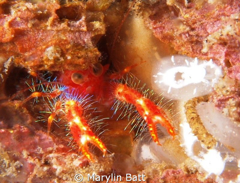 bug-eyed squat lobster by Marylin Batt 